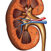 C103 Randox Kidney disection