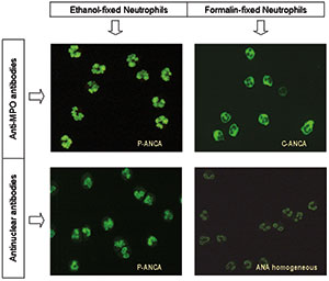 C50 Figure 3