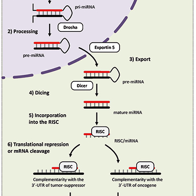 MicroRNAs: New tools to tackle liver cancer progression - Clinical ...