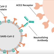CLI siemens antibody