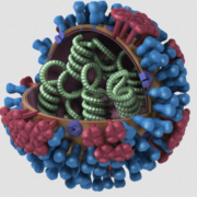 flu virus 1