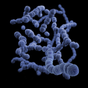 Selux bacteria