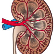 Kidney Cross Section