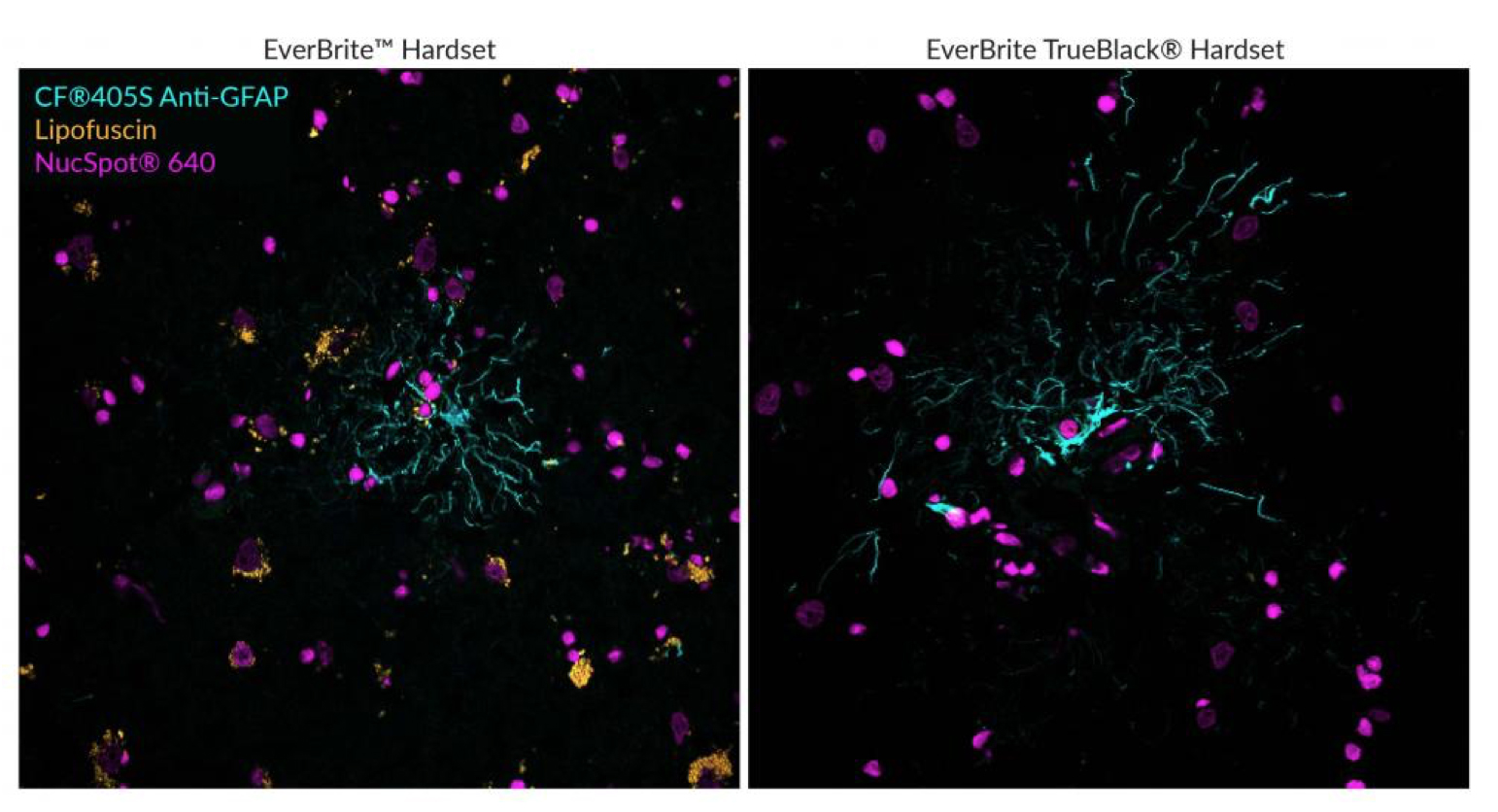 Biotium launches first ever mounting media with far-red nuclear ...