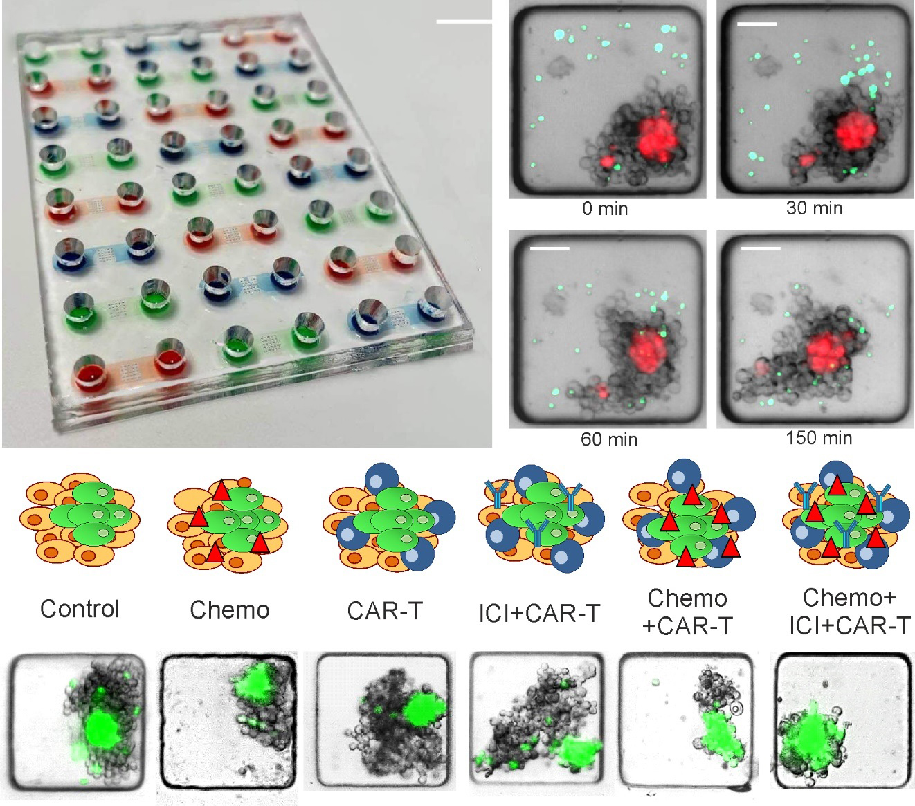 AMSBIO custom CART products enable novel cancer assays on 3D