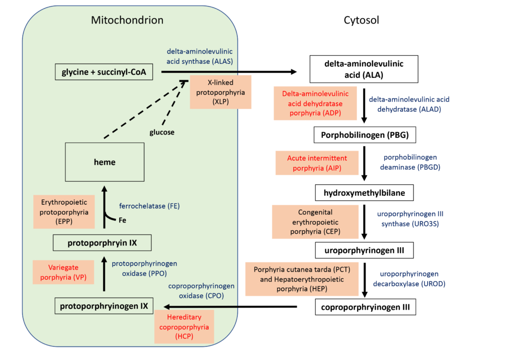 Diagnosis of acute hepatic porphyria Clinical Laboratory int.