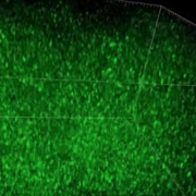 3d brain synapses