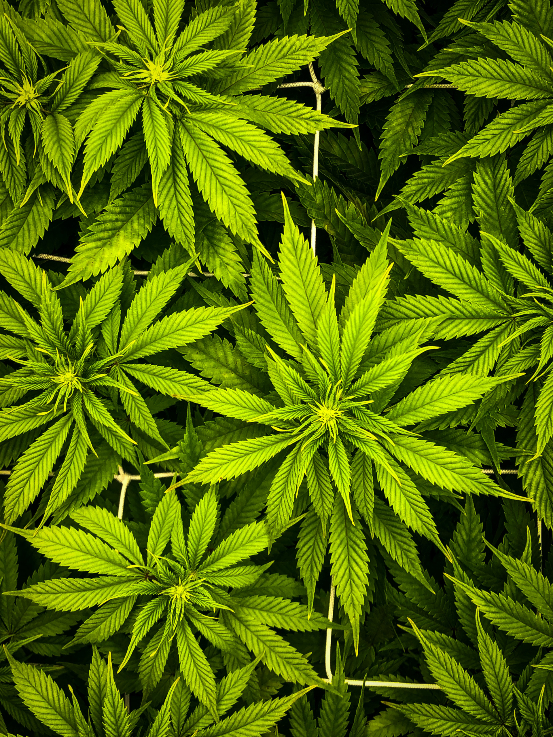 Existing drug tests can detect delta-8-THC – the latest cannabis craze -  Clinical Laboratory int.