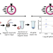 Four saliva samples containing SARS-CoV-2 RNA were mixed with target-specific capture oligonucleotides attached to magnetic beads. The solutions were heated to 95°C for 1 minute, then placed in a rack with a magnet. After 3 minutes the supernatants were replaced with a 1-step RT-qPCR master mix and subjected to a rapid cycling protocol (1 second at 95°C/1 second at 65°C). The same concentration of four pure RNA samples were amplified at the same time and acted as positive controls. the RNA extracted from saliva recorded the same quantification cycles (blue) as the untreated control RNA (red).