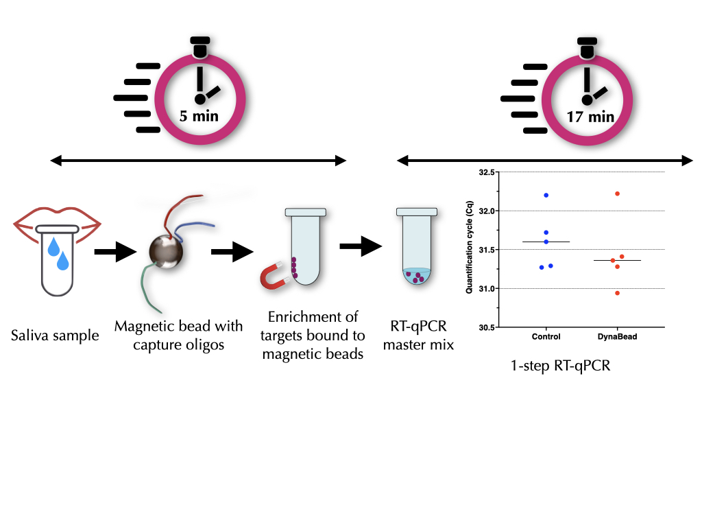 Four saliva samples containing SARS-CoV-2 RNA were mixed with target-specific capture oligonucleotides attached to magnetic beads. The solutions were heated to 95°C for 1 minute, then placed in a rack with a magnet. After 3 minutes the supernatants were replaced with a 1-step RT-qPCR master mix and subjected to a rapid cycling protocol (1 second at 95°C/1 second at 65°C). The same concentration of four pure RNA samples were amplified at the same time and acted as positive controls. the RNA extracted from saliva recorded the same quantification cycles (blue) as the untreated control RNA (red).