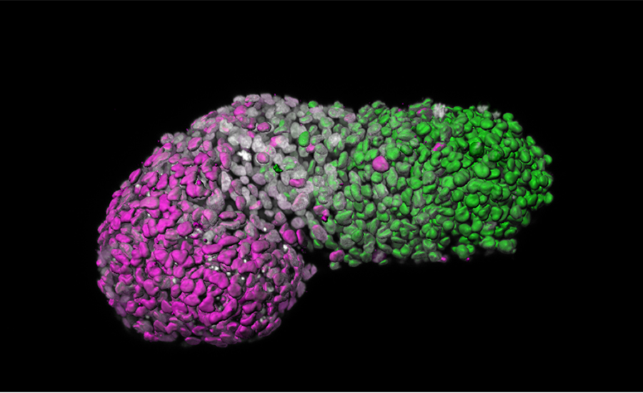 embryo model