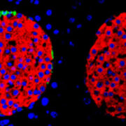 Pancreatic islets