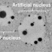 artifical cell nucleus