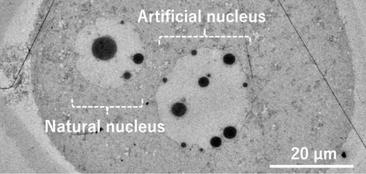 artifical cell nucleus