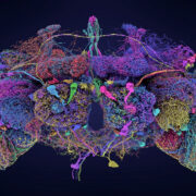 fruit fly brain map 1