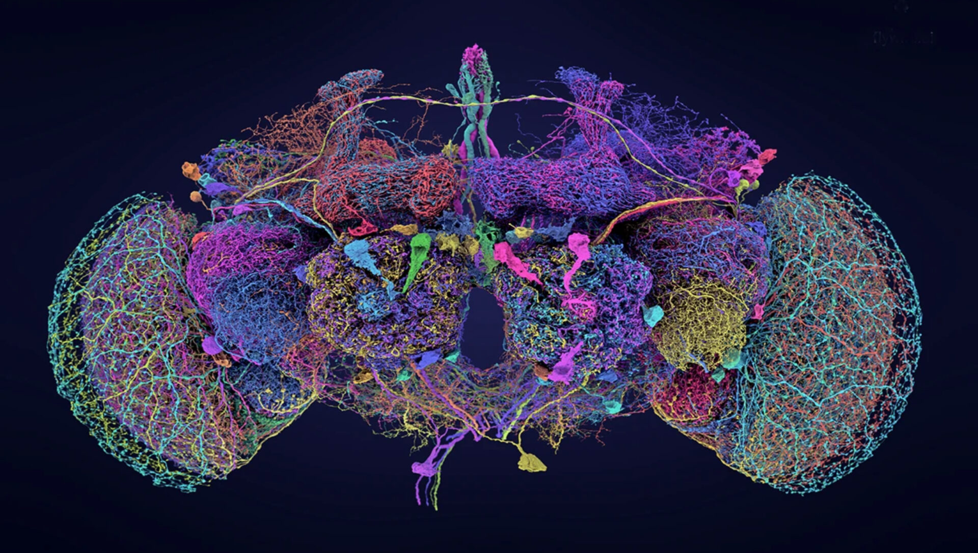 fruit fly brain map 1