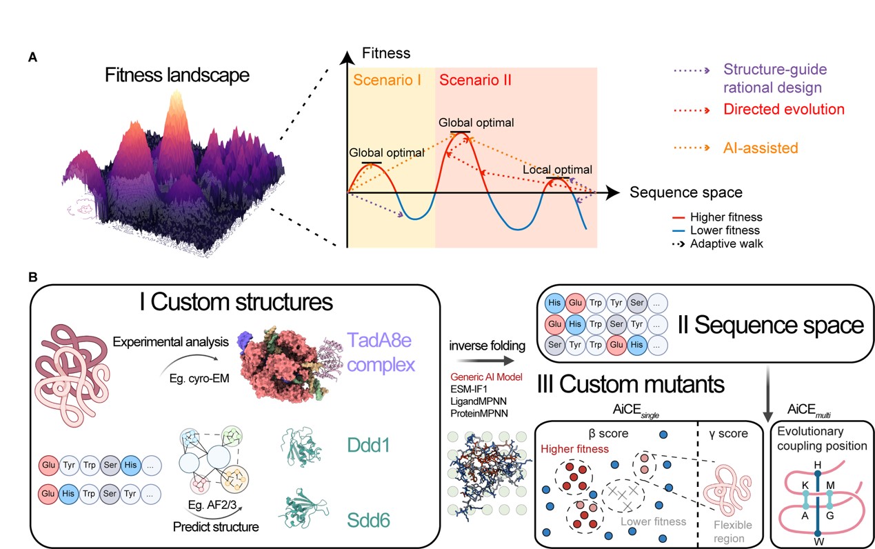 Protein engineering 2