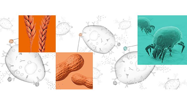 siemens-peanut-allergy siemens peanut allergy