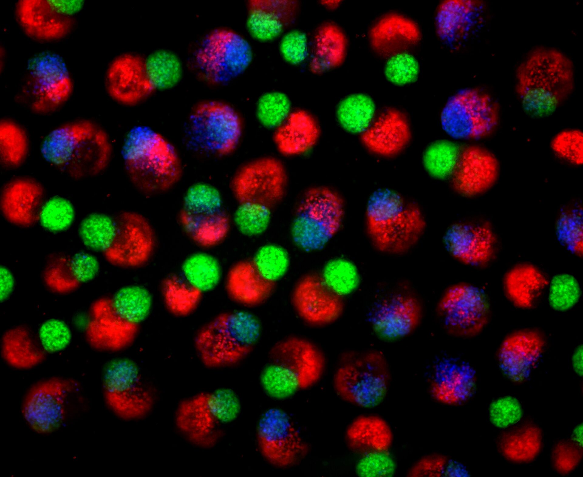 Day 2 hematoids. Day 2 hematoids