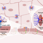 Fig1 skin antigens