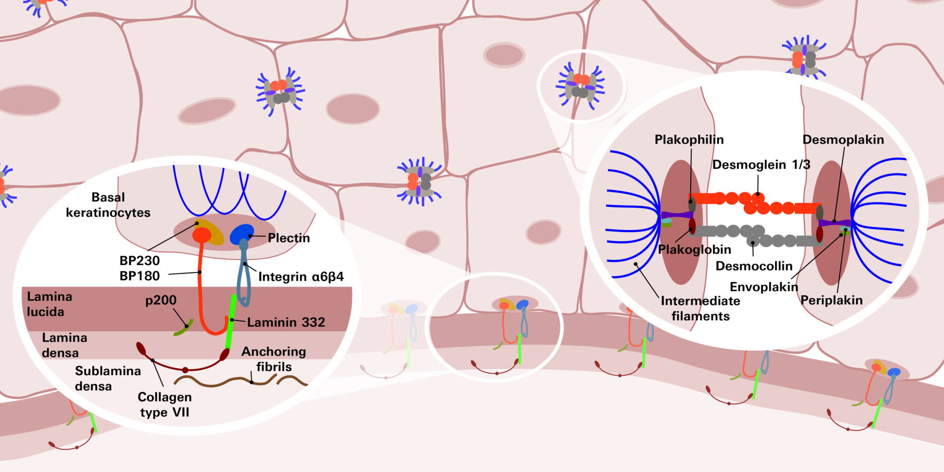 Fig1 skin antigens