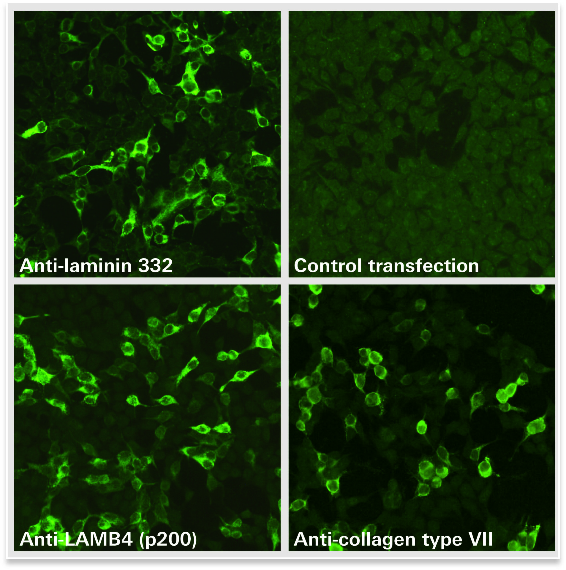Fig3 Dermal Binder Mosaic 1