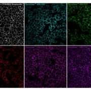 Biotium launches GlycoLiner kits for cell surface labelling 4 Biotium GlycoLiner