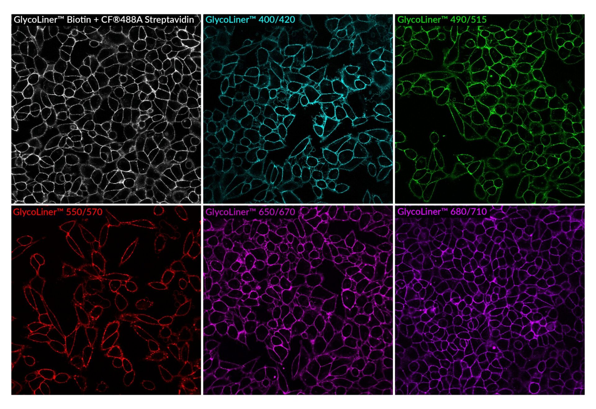 Biotium_GlycoLiner Biotium GlycoLiner