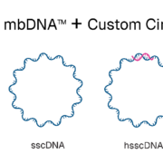 Touchlight launches circular DNA architectures for gene therapy 4 touchlight