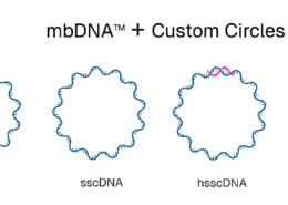 Touchlight launches circular DNA architectures for gene therapy 1 touchlight