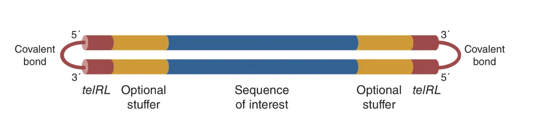touchlight_dbDNA touchlight dbDNA