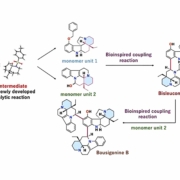 Breakthrough synthesis of rare plant alkaloids opens new avenues in anticancer drug discovery 10 alkaloids image