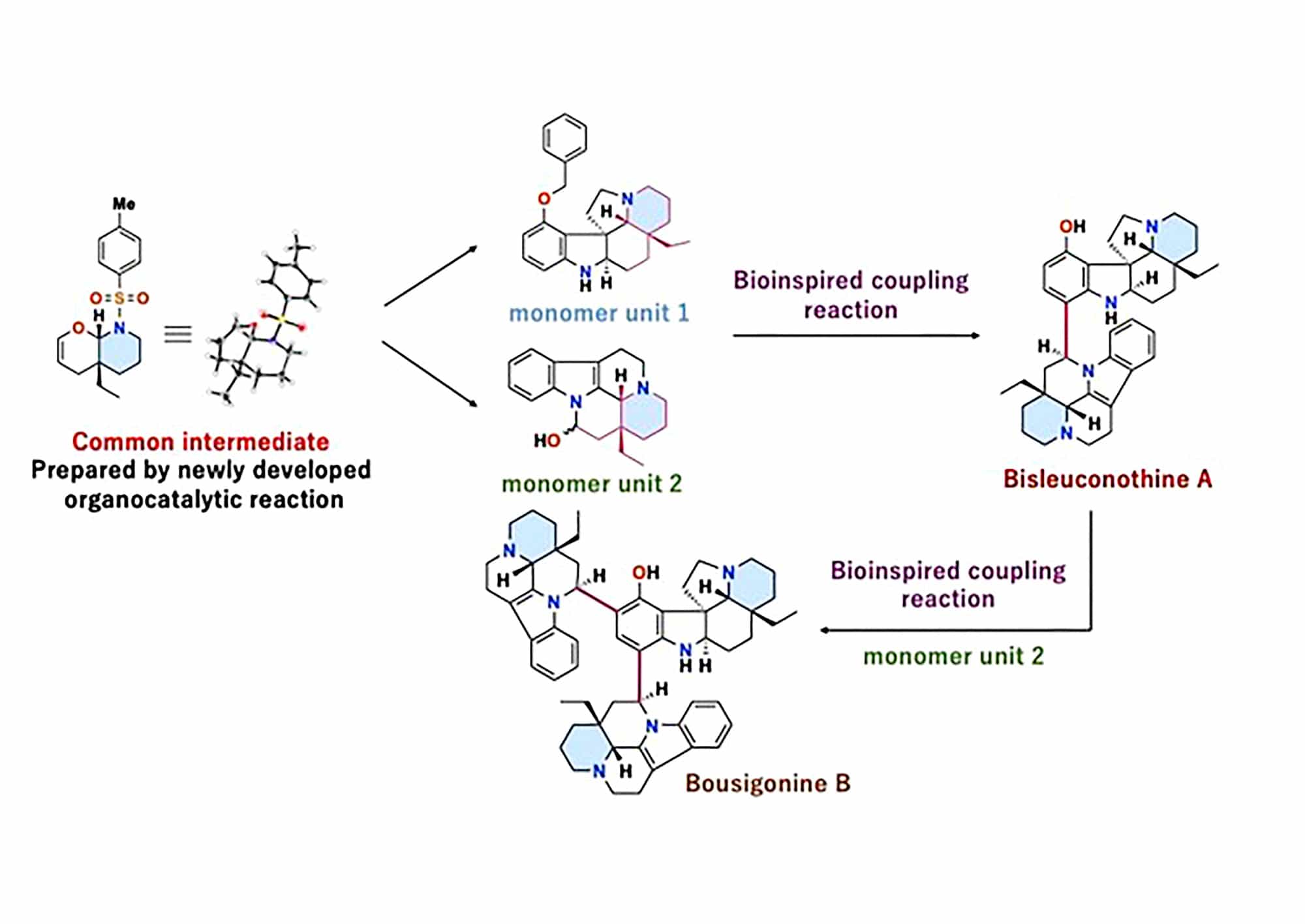 alkaloids_image alkaloids image