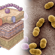 Scientists resurrect a fading antibiotic to outsmart drug-resistant superbugs 1 Enterococcus faecium