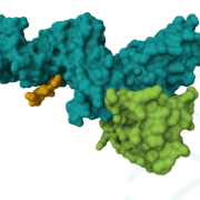 FairJourney Bio describes antibody engineering behind tumour-conditional IL-12 therapy 3 FairJourney Bio