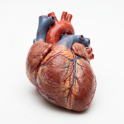 HeartBeat.bio and Cubase Bio partner on 3D spatial transcriptomics for cardiovascular drug discovery 10 human heart