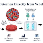 Dried blood protocol detects Zika and hepatitis C RNA without laboratory equipment 7 dried blood zika